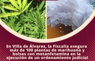 En Villa de Álvarez<br>La Fiscalía asegura más de 100 plantas de marihuana y bolsas con metanfetamina<br>en la ejecución de un ordenamiento judicial