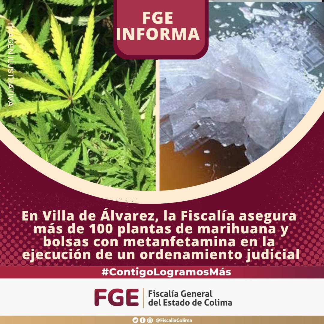 En Villa de Álvarez<br>La Fiscalía asegura más de 100 plantas de marihuana y bolsas con metanfetamina<br>en la ejecución de un ordenamiento judicial